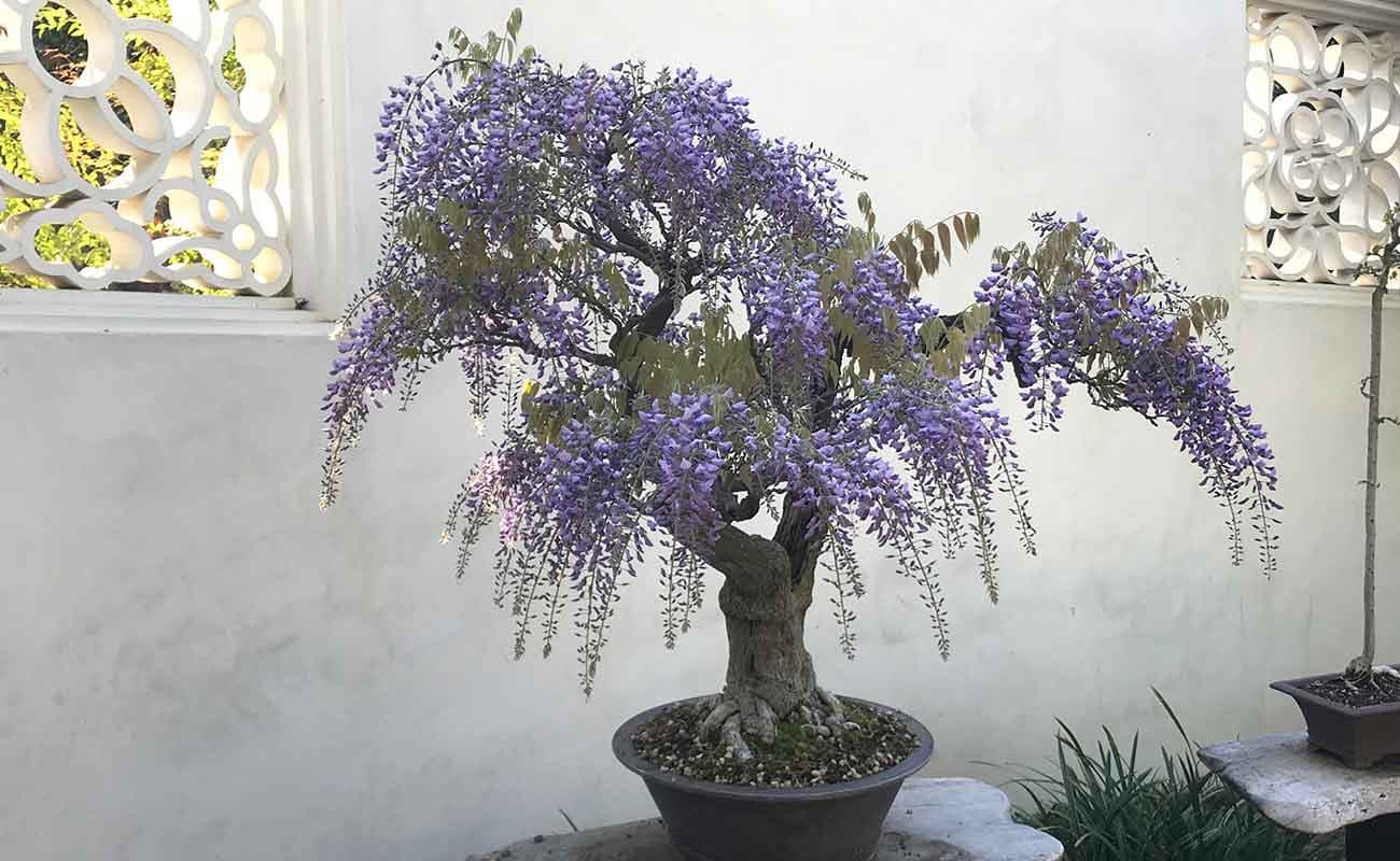 Wisteria bonsai