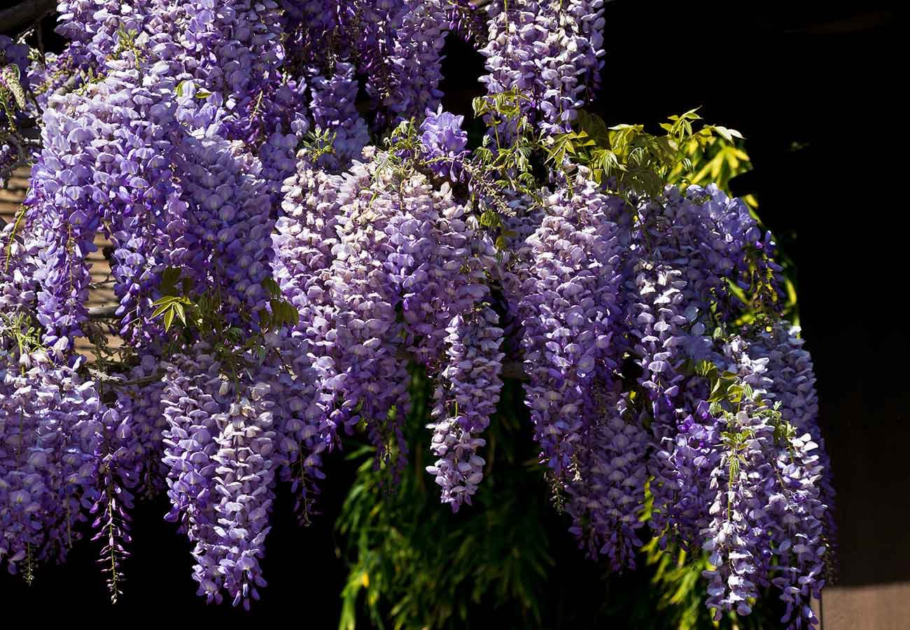 Purple blooming wisteria.