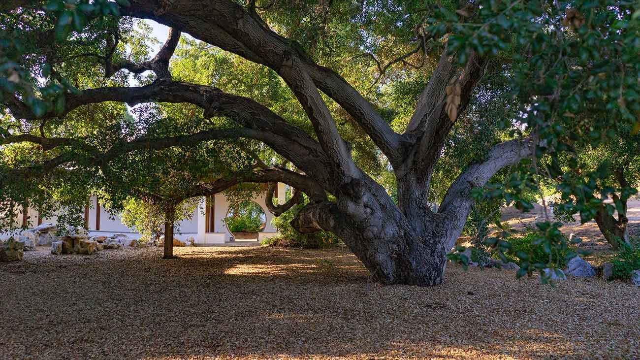 Coast Live Oak