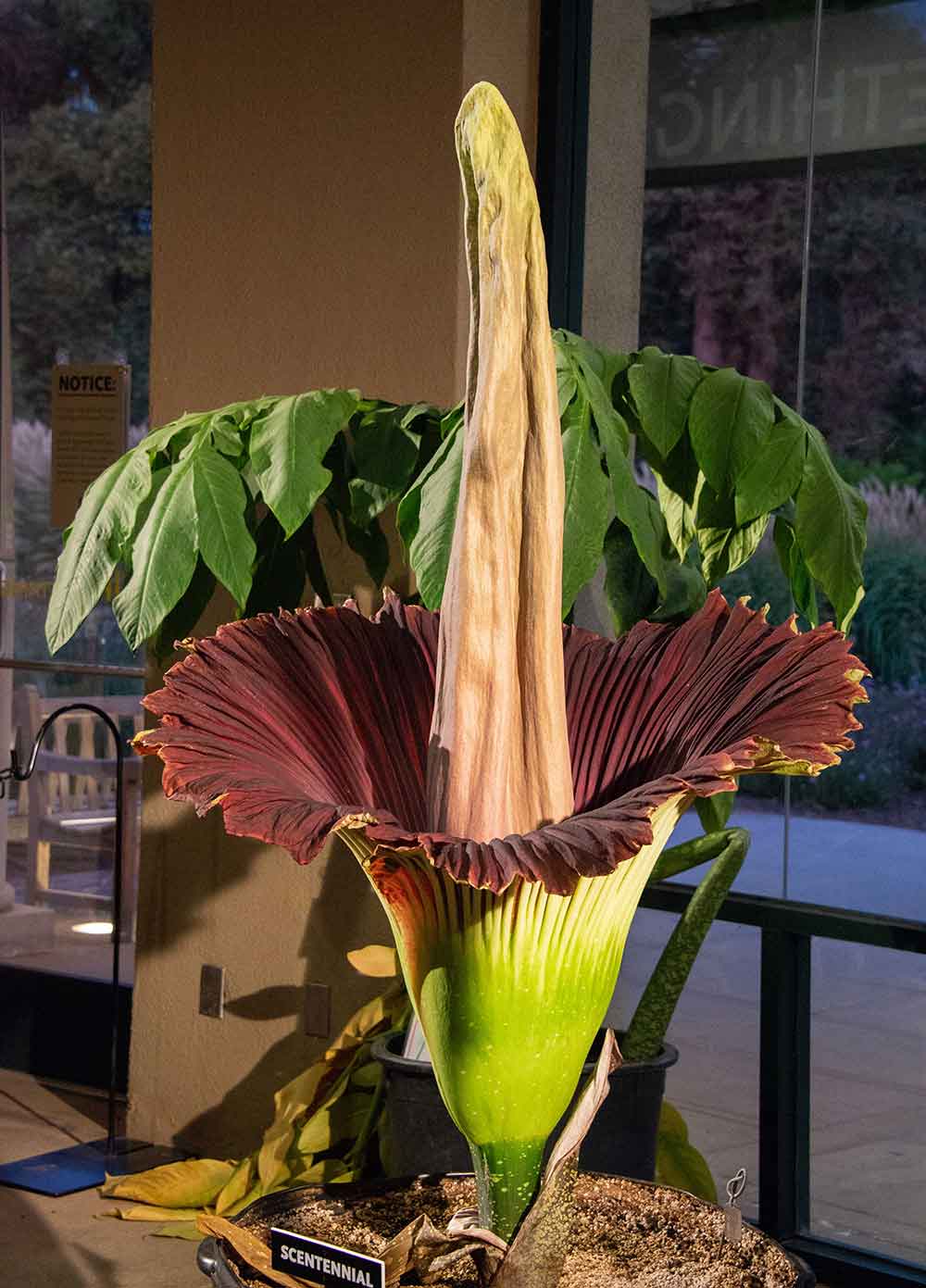 A Corpse Flower (Amorphophallus titanum) dubbed "Scentennial," bloomed on July 24, 2019. Photo: Deborah Miller. The Huntington Library, Art Museum, and Botanical Gardens.