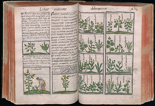 Florentine Codex