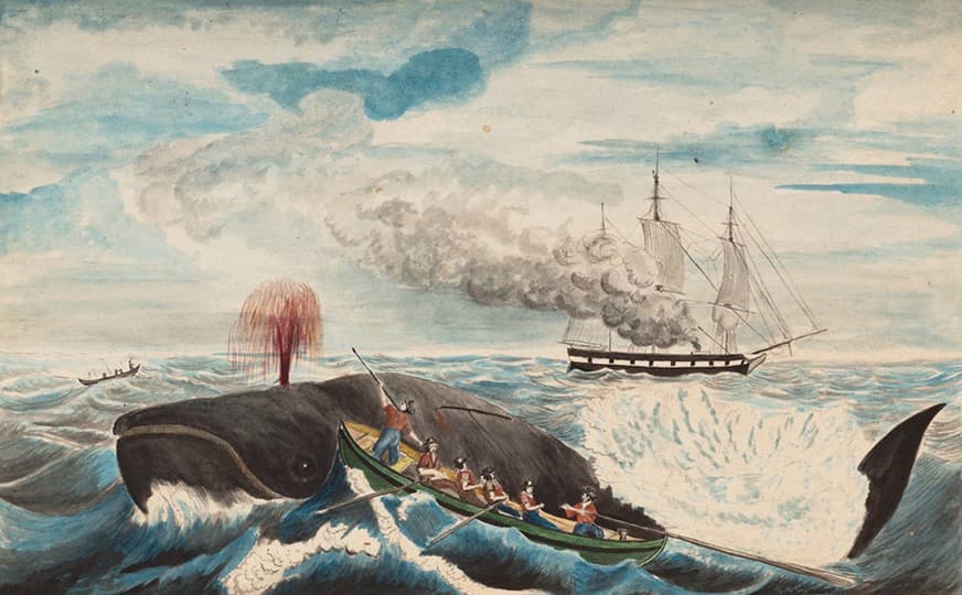 David E. Marshall ("Wicked Ned"), Right Whale, ca. 1851, watercolor.