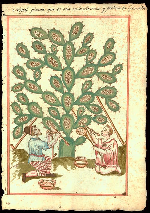 Nopal
