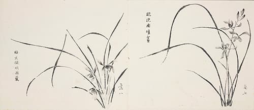 “In the Manner of Wen Zhengming’s Orchids in Rain” (left) and “In the Manner of Shen Zhou’s Orchids in Clear Weather” (right), Orchid 8 and 7, Ten Bamboo Studio Manual of Calligraphy and Painting, Ming dynasty, Chongzhen period to early Qing dynasty, ca. 1633–1703. Compiled and edited by Hu Zhengyan (1584/5–1673/4). Woodblock-printed book mounted as album leaves, ink and colors on paper, 9 7/8 × 11 1/4 in., each sheet. The Huntington Library, Art Collections, and Botanical Gardens.