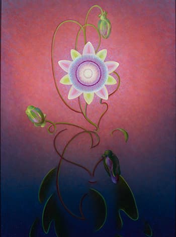 Passion Flower