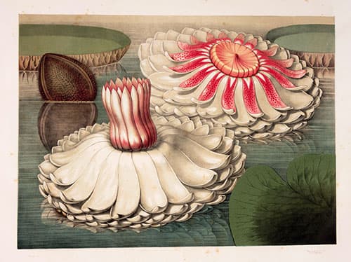 Victoria regia
