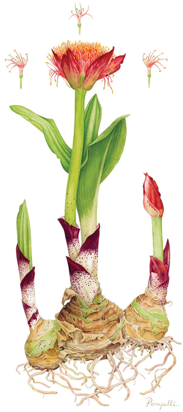 African Blood Lily, Scadoxus puniceus. Watercolor on paper. © Lisa Pompelli