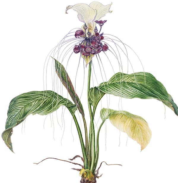 White Batflower, Tacca integrifolia. Watercolor on paper. © Beverly Allen