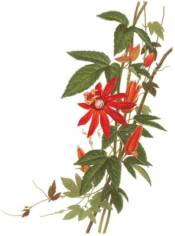 Vine-leaved Passionflower, Passiflora vitifolia. Oil on paper. © Ingrid Finnan