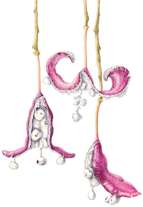 Seed Capsules, Capparidastrum sola. Watercolor on paper. © Ann S. Hoffenberg