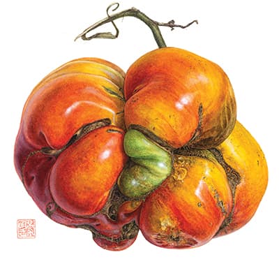 Heirloom tomato, Solanum lycopersicum. Watercolor on paper. © Asuka Hishiki