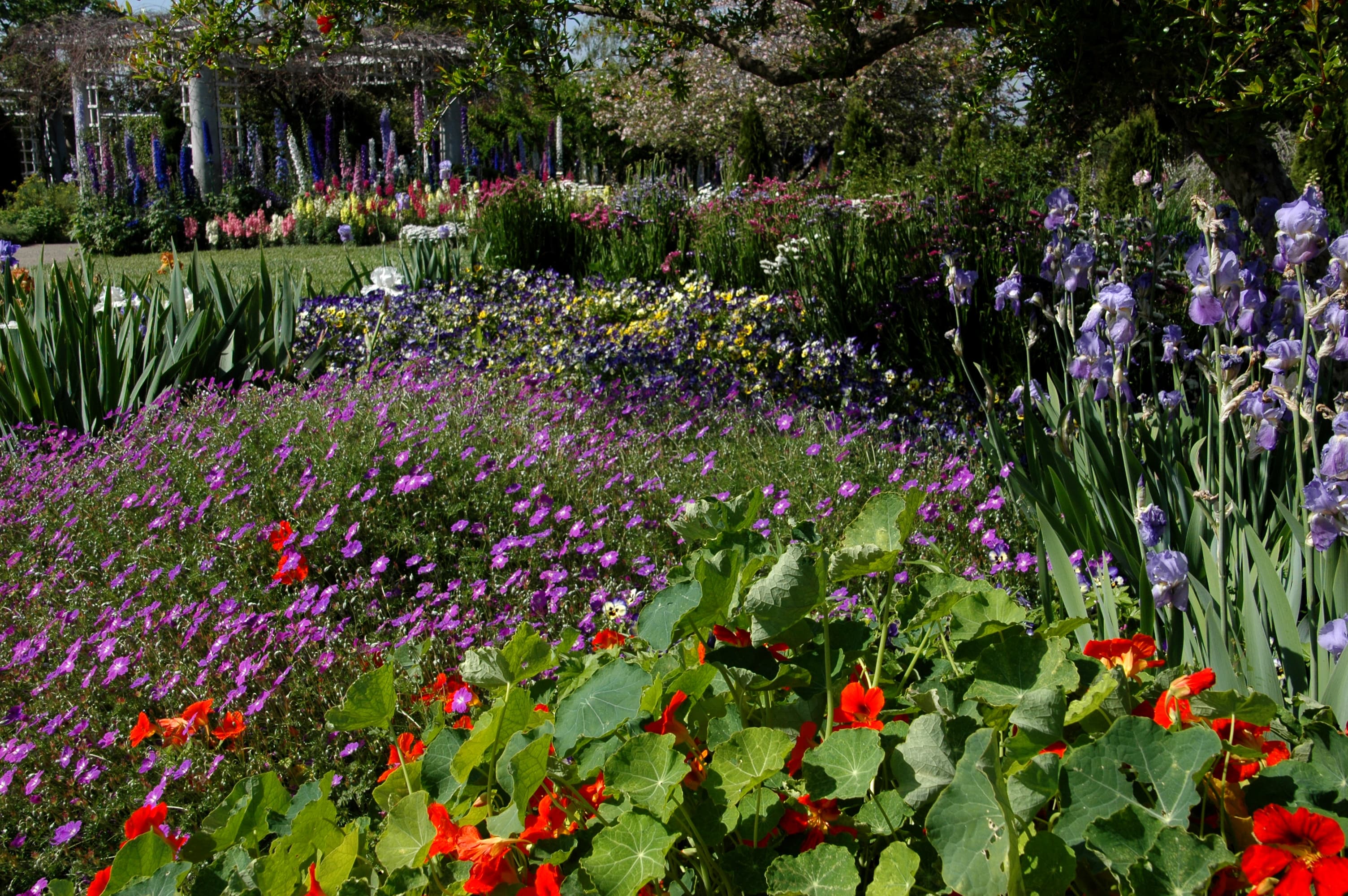 Flowers bloom in a garden of reds, purples, yellows, and more.