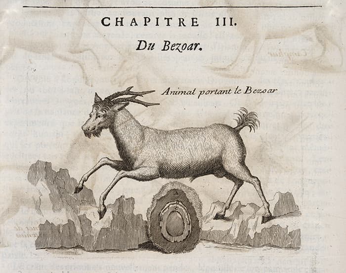 Detail of an engraving of a goat