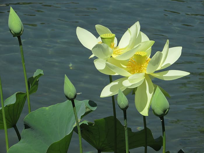 Two lotus blossoms