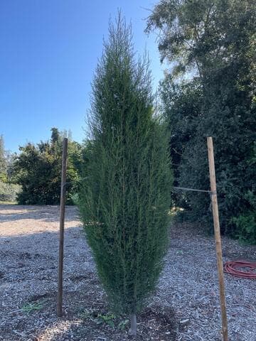 Cupressus dupreziana