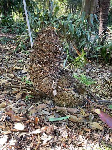 Cycas taitungensis
