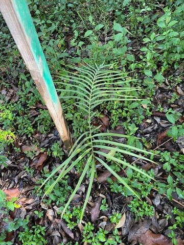 Cycas beddomei