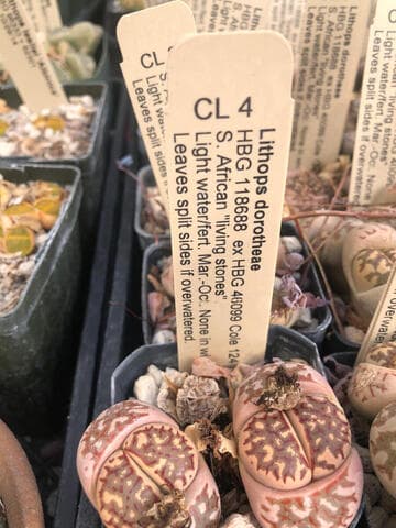 Lithops dorotheae