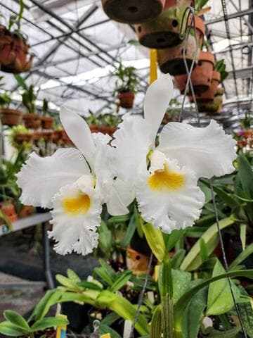 Cattleya Ruth Gee 'Dallas'