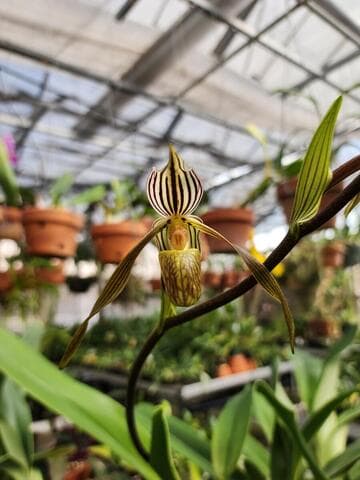 Paphiopedilum kolopakingii