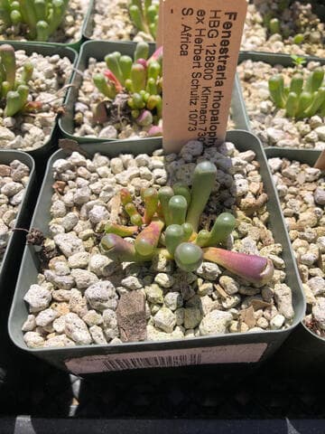 Fenestraria rhopalophylla