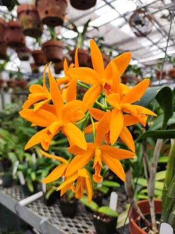 x Potinara Table Rock Mountain 'Nice' x x Brassolaeliocattleya Campobe '84'