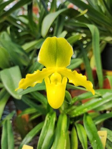 Paphiopedilum Dolce Cat