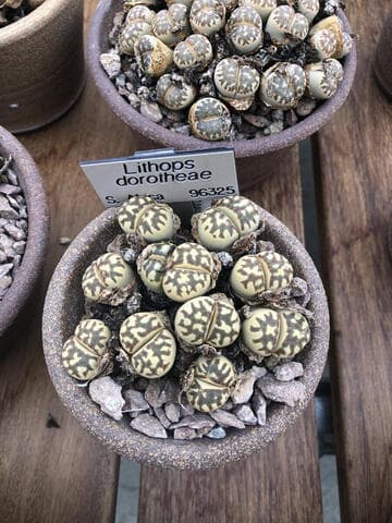 Lithops dorotheae