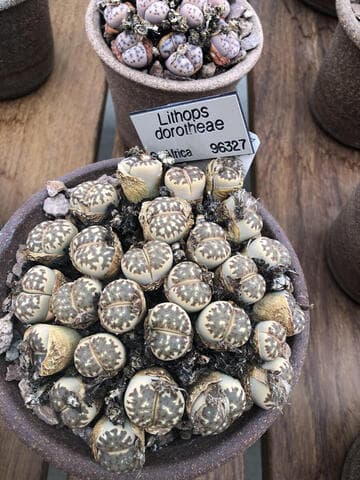Lithops dorotheae