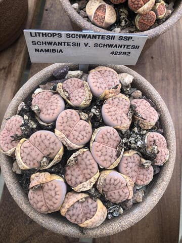 Lithops schwantesii