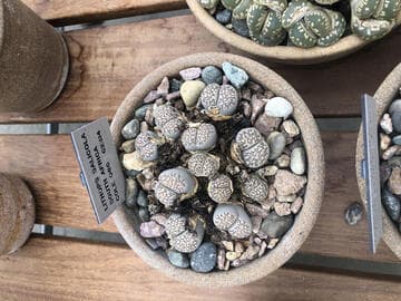 Lithops salicola