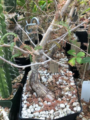 Operculicarya hyphaenoides