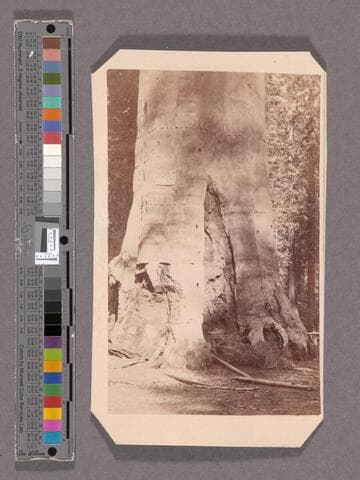 The Mother of the Forest. Mammoth Tree Grove, Calaveras Co., Cal