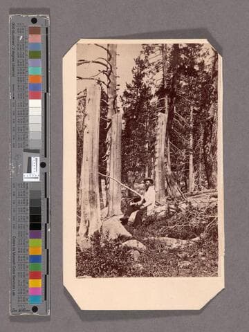 Stumps cut by Donner Part in 1846, Summit Valley