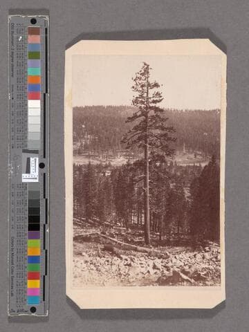 Coldstream, Eastern Slope of Western Summit