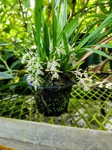 Cischweinfia rostrata