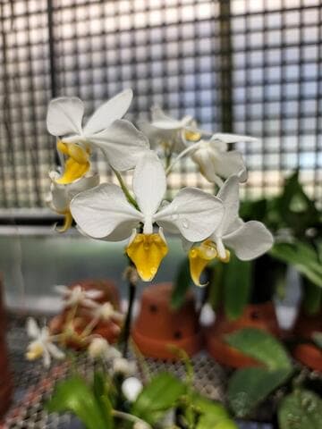 Phalaenopsis x intermedia var. aurea