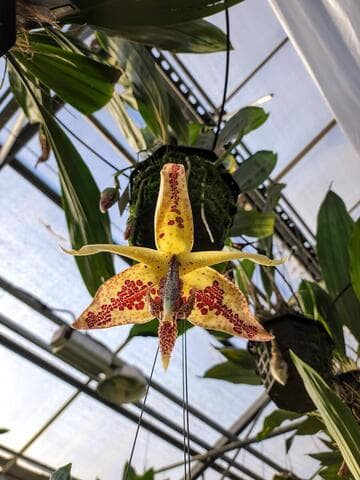 Embreea herrenhusana