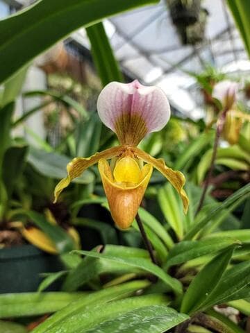 Paphiopedilum vejvarutianum