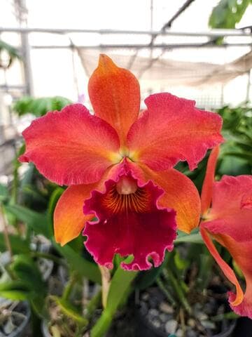 x Rhyncholaeliocattleya Turners' Ace 'Tropical Treasure'