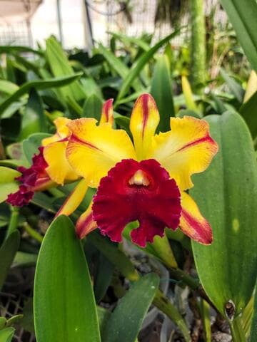 x Rhyncholaeliocattleya Toshie Aoki 'Starburst' AM/AOS