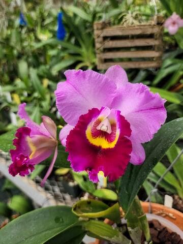 x Rhyncholaeliocattleya Shannon Conner 'Pink Paradise'