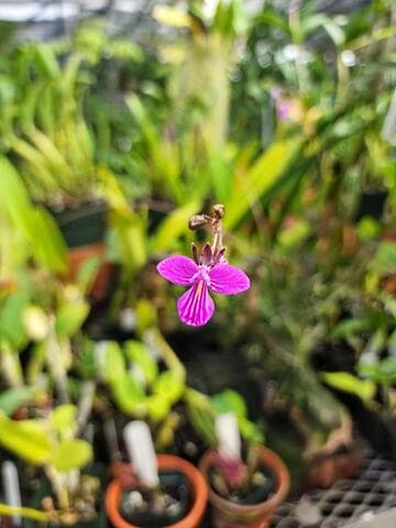 Tetramicra canaliculata