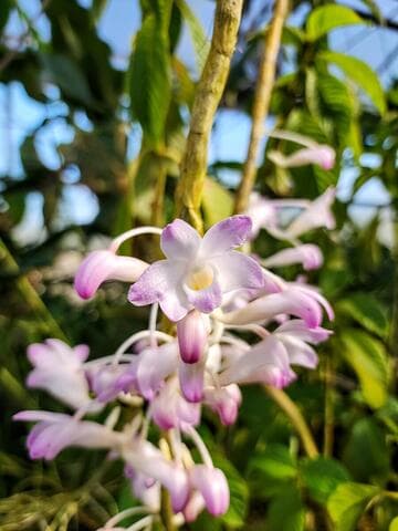 Laeliocattleya Temple Bells 'Peace'