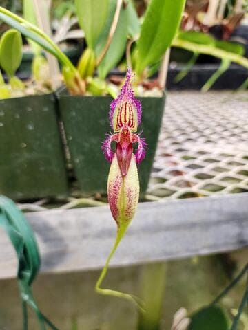 Bulbophyllum fascinator