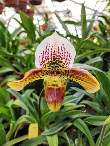Paphiopedilum Emily Schafarman