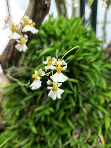 Tolumnia variegata 'Mary's Ida' AM/AOS