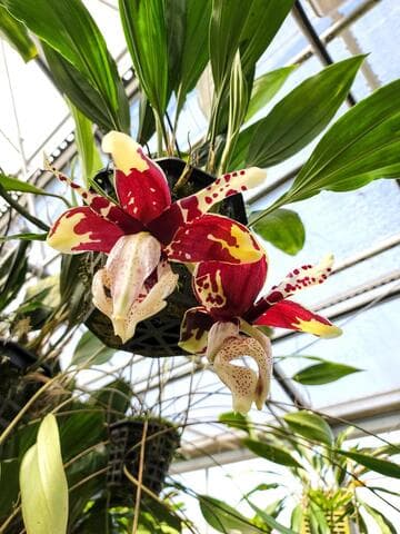 Stanhopea nigro-violacea