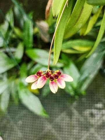Bulbophyllum lepidum