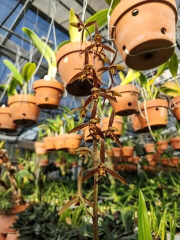 Cymbidium sinense 'Mountain River'